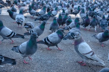 Barcelona dev güvercinler sürüsü