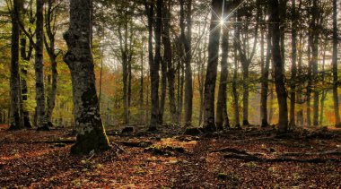 Güneş ışınları ile sonbahar orman