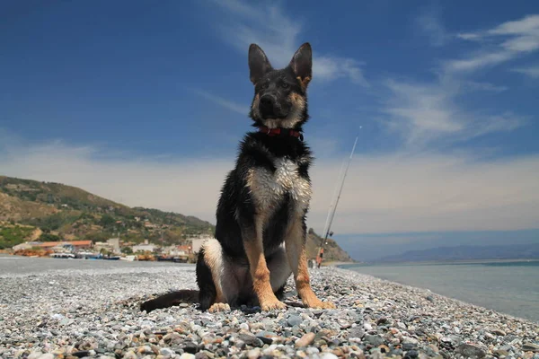 German shepherd on the beach — Stock Photo, Image