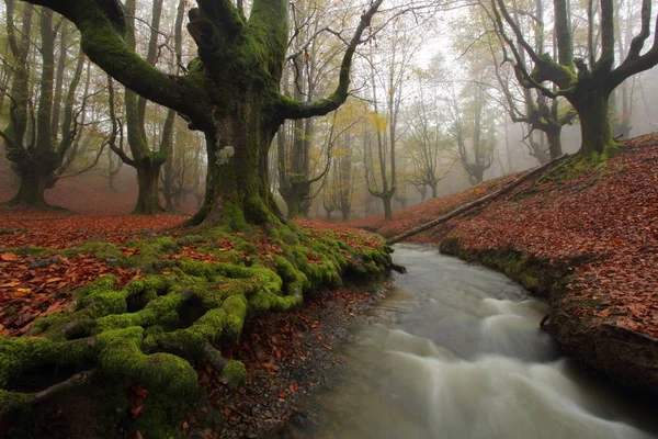 Renkli sonbahar Otzarreta orman, İspanya