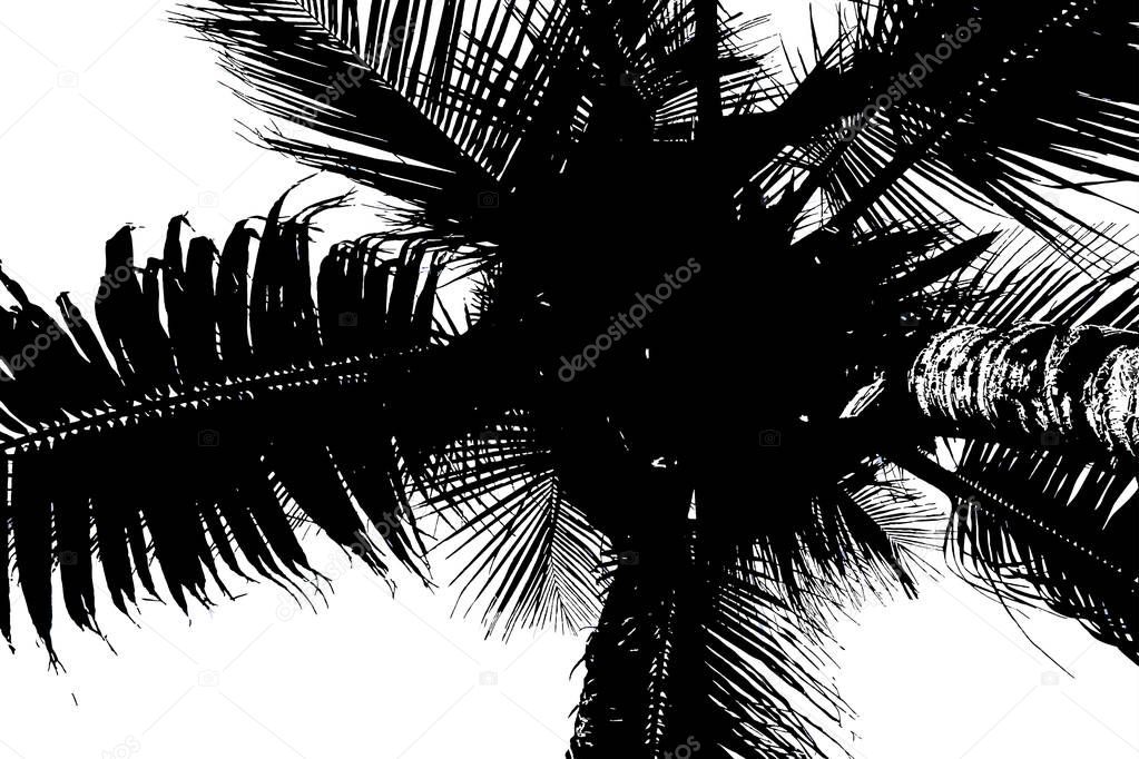 Palm tree background.