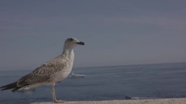 Martı 4 k Harbor'da uçar
