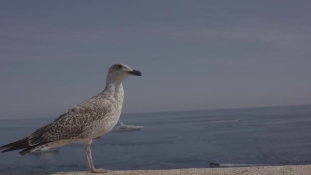 Meeuw vliegt op haven 4k — Stockvideo