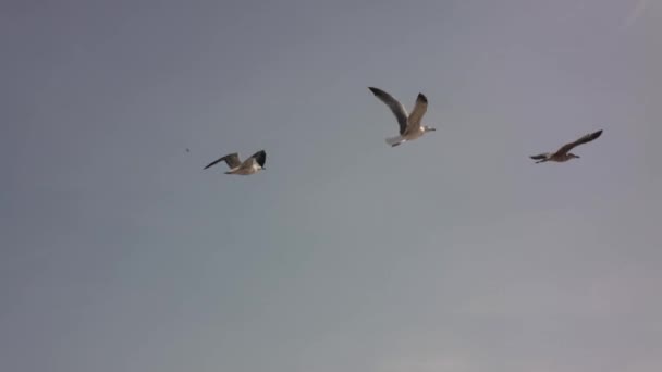 A gaivota voa no porto 4K — Vídeo de Stock