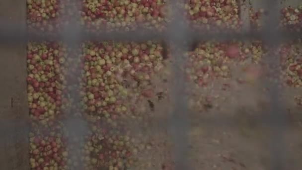 工业果汁厂。新鲜水果通过输送机 — 图库视频影像