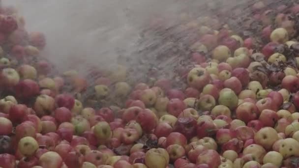 Usine de jus industriel. Fruits frais passant le convoyeur — Video