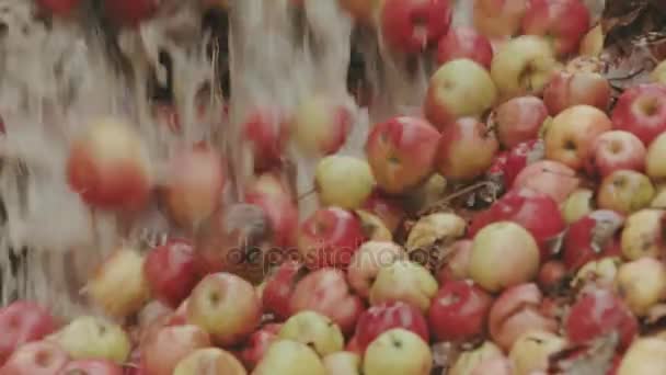 Industriella Juice fabriken. Färsk frukt passerar transportband — Stockvideo
