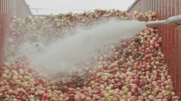 산업 주스 공장입니다. 컨베이어를 통과 하는 신선한 과일 — 비디오