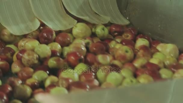 Fábrica de Jugo Industrial. Frutas frescas que pasan por el transportador — Vídeos de Stock