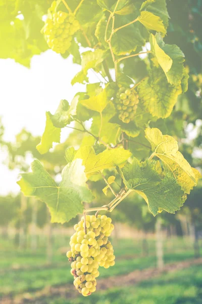 Italské vinice krajina — Stock fotografie