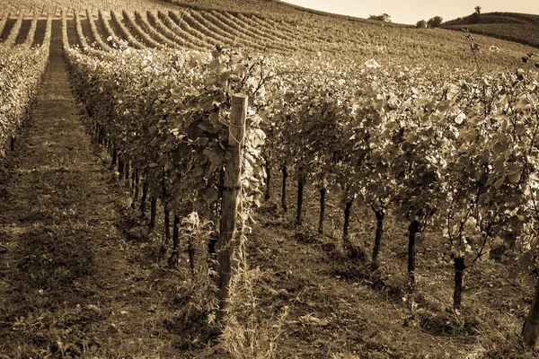 Italské vinice krajina — Stock fotografie