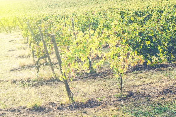 Italiensk vingård landskab - Stock-foto