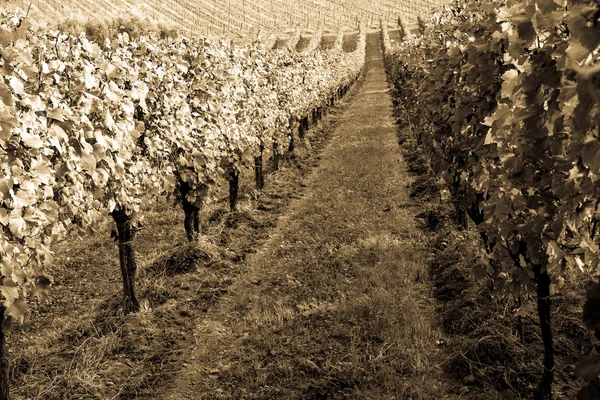 Italian vineyard landscape — Stock Photo, Image