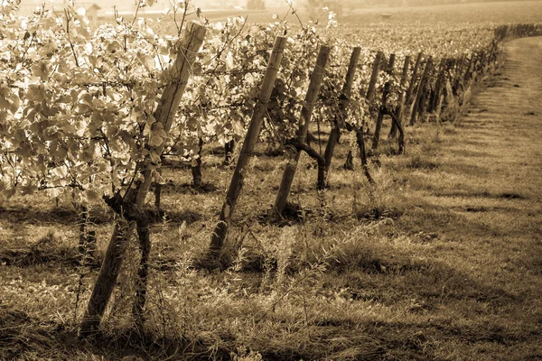 Italské vinice krajina — Stock fotografie