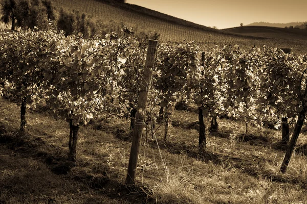 Paisaje viñedo italiano — Foto de Stock
