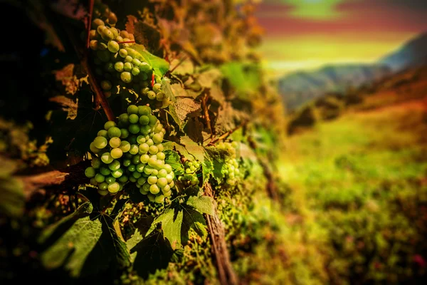 Paesaggio viticolo italiano — Foto Stock