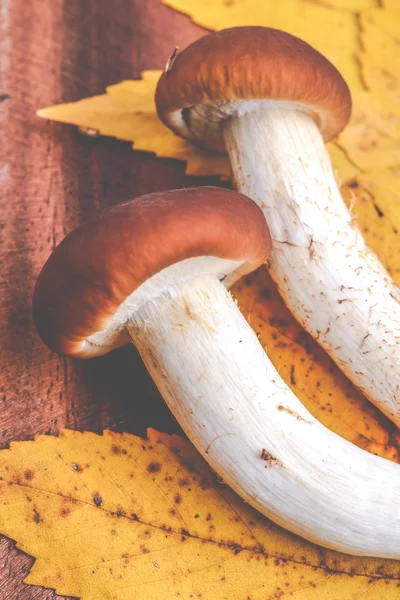 Autumn mushrooms agrocybe aegerita — Stock Photo, Image