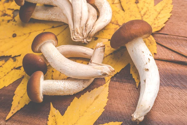 Autumn mushrooms agrocybe aegerita — Stock Photo, Image