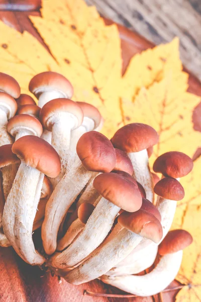 Autumn mushrooms agrocybe aegerita — Stock Photo, Image