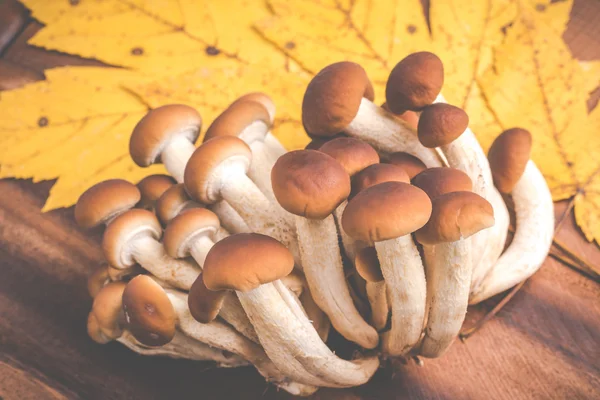 Autumn mushrooms agrocybe aegerita — Stock Photo, Image
