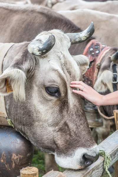 Vee tentoonstelling - koeien bruin RAS — Stockfoto