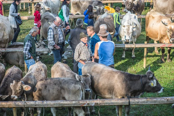 Serina, Italië - September 21,2016: vee beurs in Brembana Valley, Serina, Bergamo, Lombardia. — Stockfoto