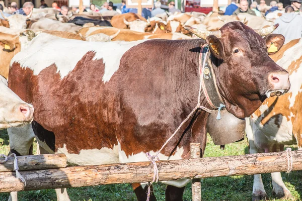 Sapi ternak exibition bintik merah — Stok Foto