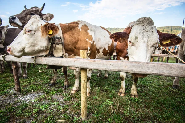 Rundvee tentoonstelling koeien rode gespot — Stockfoto