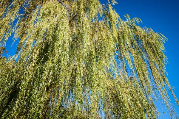 Treurwilg gebladerte — Stockfoto