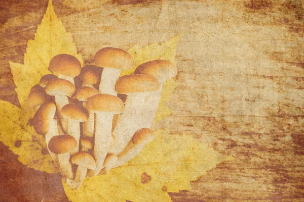 Autumn mushrooms on wooden background — Stock Photo, Image
