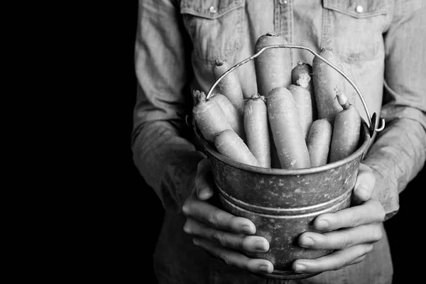 Cubo de zanahorias en las manos — Foto de Stock