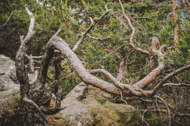 yağmurlu bir günde Alps İtalya ormanda kayalara