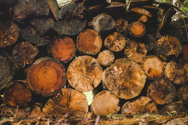 Kulatiny nařezané do lesa v deštivý den Alpy Itálie — Stock fotografie