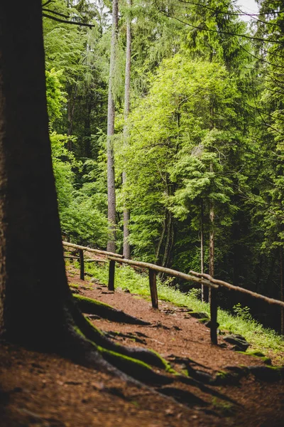 Sentier pédestre dans la forêt par un jour de pluie Alpes Italie — Photo