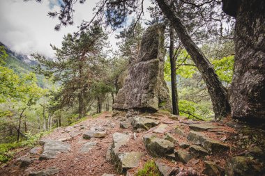 yağmurlu bir günde Alps İtalya ormanda kayalara