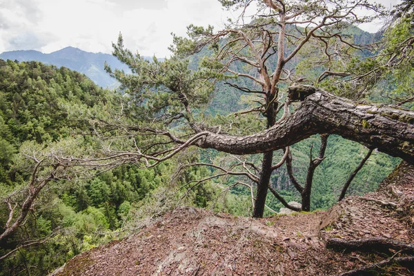 Βράχοι μέσα στο δάσος σε μια βροχερή ημέρα Alps Ιταλία — Φωτογραφία Αρχείου