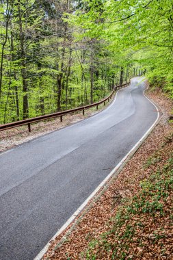 Bahar woodland - açık hava etkinliği ve bahar mevsimi