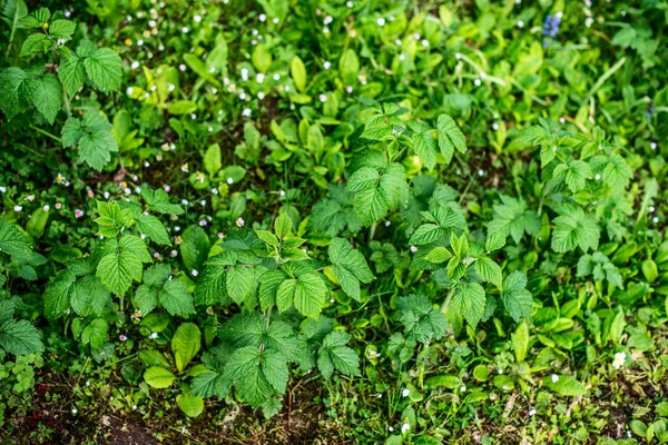 Young raspberry seedlings in spring — Stock Photo, Image
