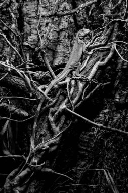 iguana - yeşil iguana siyah beyaz hayvanlar Portreler