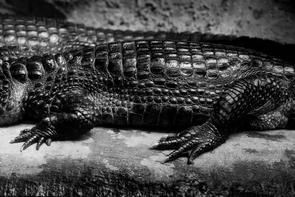 cuvier\'s dwarf caiman black and white animals portraits