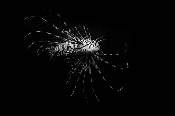 Риби скорпіона петроїдні волині чорно-білі портрети тварин — стокове фото