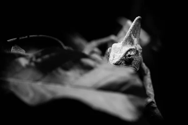 Veiled chameleon black and white animals portraits — Stock Photo, Image