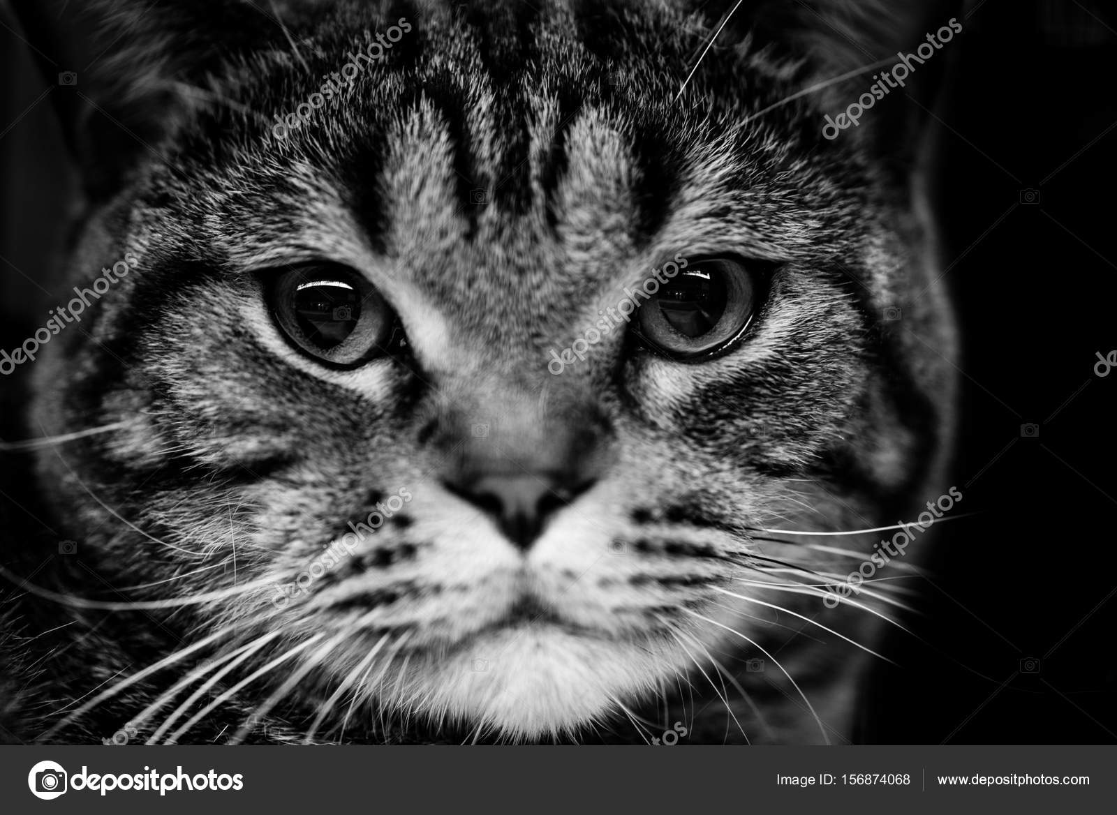 Pictures Cute Black And White Animal Cute Scottish Cat Black