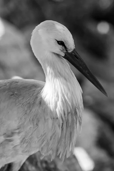 Cigogne noir et blanc animaux portraits — Photo