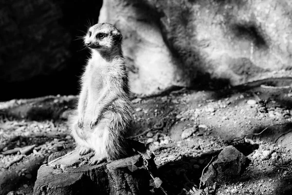 Προσωπογραφίες ασπρόμαυρες ζώα Meerkat — Φωτογραφία Αρχείου
