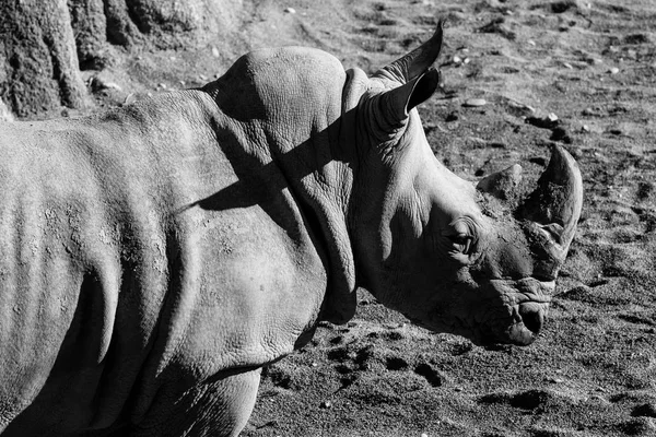 rhinoceros black and white animals portraits