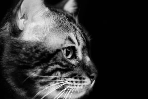 Bonito escocês gato preto e branco animais retratos — Fotografia de Stock