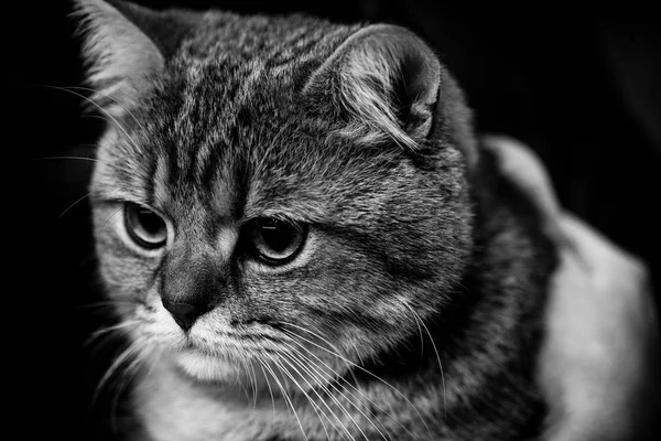 Cute scottish cat black and white animals portraits — Stock Photo, Image