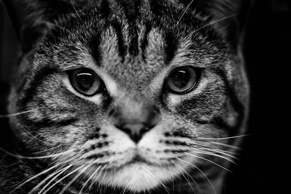 Ładny kot szkocki czarno-białe portrety zwierząt — Zdjęcie stockowe