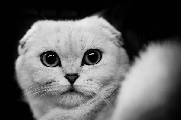 Cute scottish cat black and white animals portraits — Stock Photo, Image